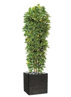 Schefflera Artificiel En Colonne En Pot H 195 Cm Vert-jaune 7 Schefflera Artificiel En Colonne En Pot H 195 Cm Vert-jaune -Terre et Verdure 63f608216a0e34.06117186