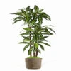 Dracaena Artificiel Fragrans 3 Troncs En Pot H 150 Cm Blanc-vert D 70 Cm - Chois