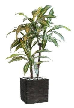 Dracaena Artificiel 3 Têtes H 90 Cm En Pot Vert-jaune -Terre et Verdure 63f6082779db42.86989259