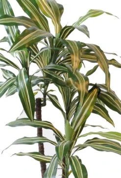 Dracaena Artificiel 3 Têtes H 90 Cm En Pot Vert-jaune -Terre et Verdure 63f60827816c75.58036650