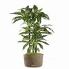 Dracaena Artificiel Fragrans 3 Troncs En Pot H 120 Cm Blanc-vert D 60cm - Choisi -Terre et Verdure 63f6082c0dd777.12904930