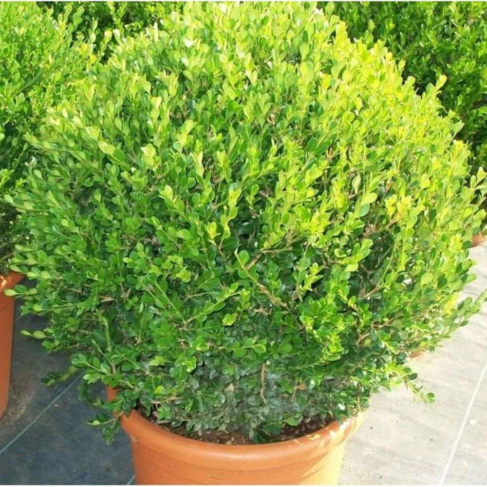 Buxus Microphylla 'faulkner' (buis Commun ) - Taille Pot De 5 Litres ? 40/60 Cm 3 Buxus Microphylla 'faulkner' (buis Commun ) - Taille Pot De 5 Litres ? 40/60 Cm