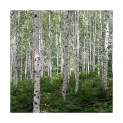 Bouleau Utilis Doorenbos/pot De 10l - 175/200 Cm -Terre et Verdure 63fdf44b2f8ad8.14824164