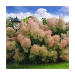 Arbre à Perruque Coggygria Young Lady/pot De 4l - 60/120 Cm -Terre et Verdure 63fdf44cdb46d9.81468895