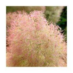 Arbre à Perruque Coggygria Young Lady/pot De 4l - 60/120 Cm -Terre et Verdure 63fdf44cdfcca8.08856198