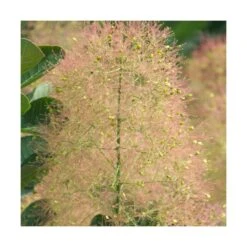 Arbre à Perruque Coggygria Young Lady/pot De 4l - 60/120 Cm -Terre et Verdure 63fdf44ce79c90.42812212