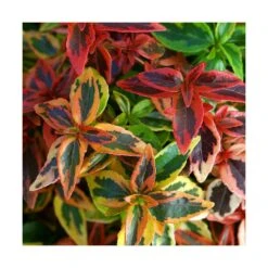 Abélie à Grandes Fleurs Kaleidoscope®/pot De 4l - 40/60 Cm -Terre et Verdure 63fdf4535ff404.70807208