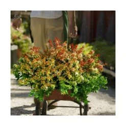 Abélie à Grandes Fleurs Kaleidoscope®/pot De 4l - 40/60 Cm -Terre et Verdure 63fdf453643089.89835151