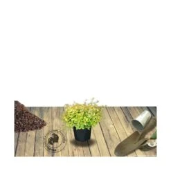 Abélie à Grandes Fleurs Kaleidoscope®/pot De 4l - 40/60 Cm -Terre et Verdure 63fdf45371a337.71584706