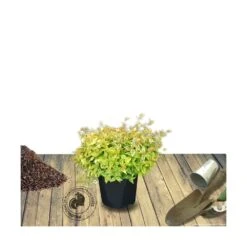 Abélie à Grandes Fleurs Kaleidoscope®/pot De 4l - 40/60 Cm -Terre et Verdure 63fdf45374d855.11333165