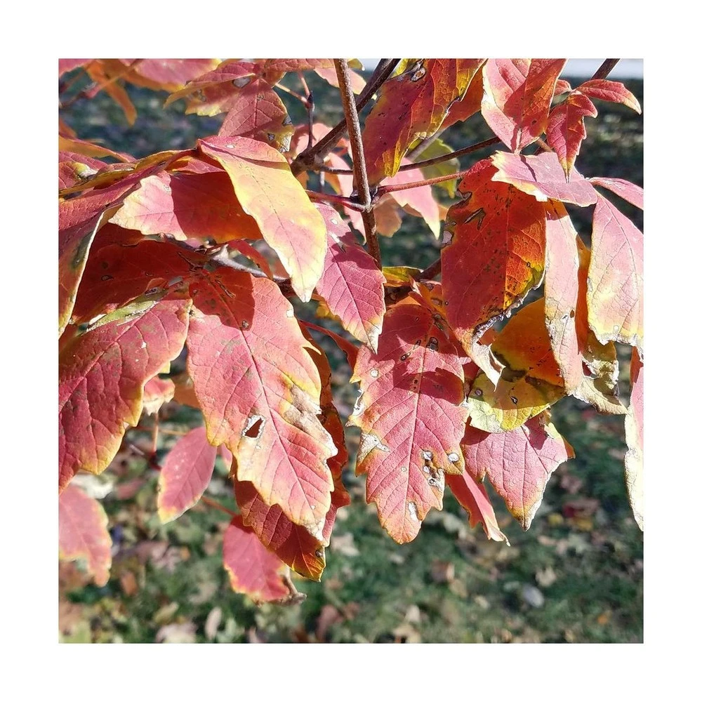 Érable à écorce De Papier/pot De 18 L - 125/150 4 Érable à écorce De Papier/pot De 18 L - 125/150 – Image 2