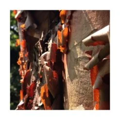 Érable à écorce De Papier/pot De 18 L - 125/150 8 Érable à écorce De Papier/pot De 18 L - 125/150 -Terre et Verdure 63fdf45554a968.08394350