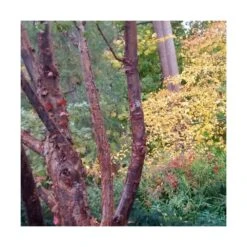 Érable à écorce De Papier/pot De 18 L - 125/150 9 Érable à écorce De Papier/pot De 18 L - 125/150 -Terre et Verdure 63fdf45558a5f0.65604697