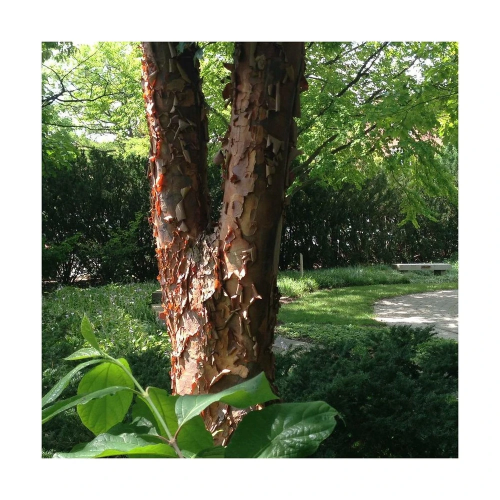 Érable à écorce De Papier/pot De 18 L - 125/150 3 Érable à écorce De Papier/pot De 18 L - 125/150