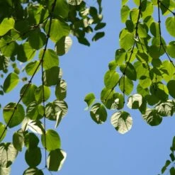 Arbre Au Caramel Japonicum/pot De 5l - 80/100 Cm 10 Arbre Au Caramel Japonicum/pot De 5l - 80/100 Cm -Terre et Verdure 63fdf472835572.34793478