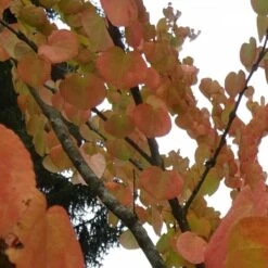 Arbre Au Caramel Japonicum/pot De 5l - 80/100 Cm 13 Arbre Au Caramel Japonicum/pot De 5l - 80/100 Cm -Terre et Verdure 63fdf4728e9946.94455242