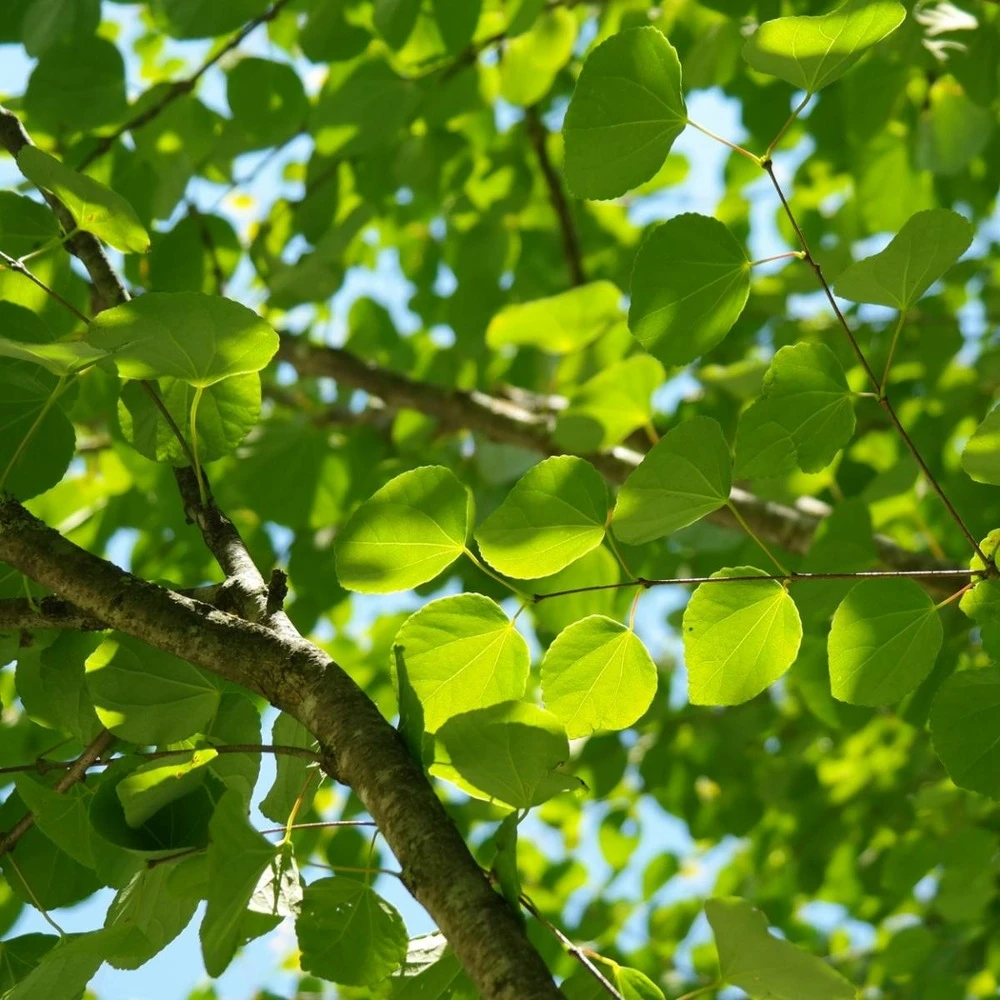 Arbre Au Caramel Japonicum/pot De 5l - 80/100 Cm 7 Arbre Au Caramel Japonicum/pot De 5l - 80/100 Cm – Image 5