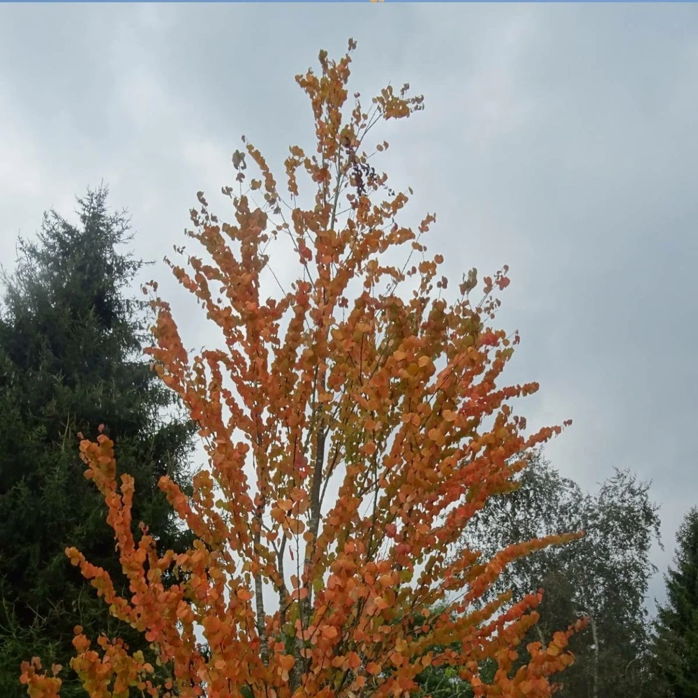 Arbre Au Caramel Japonicum/pot De 5l - 80/100 Cm 4 Arbre Au Caramel Japonicum/pot De 5l - 80/100 Cm – Image 2