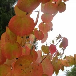 Arbre Au Caramel Japonicum/pot De 5l - 80/100 Cm 11 Arbre Au Caramel Japonicum/pot De 5l - 80/100 Cm -Terre et Verdure 63fdf4729a6164.27611430