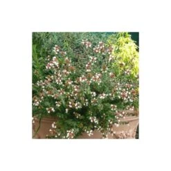 Abélie à Grandes Fleurs Sherwood/pot De 4l - 40/60 Cm -Terre et Verdure 63fdf47942f355.03735194