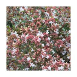 Abélie à Grandes Fleurs Sherwood/pot De 4l - 40/60 Cm -Terre et Verdure 63fdf47949d7a6.85876877