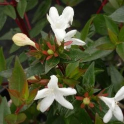 Abélie à Grandes Fleurs Sherwood/pot De 4l - 40/60 Cm -Terre et Verdure 63fdf479539733.36516078