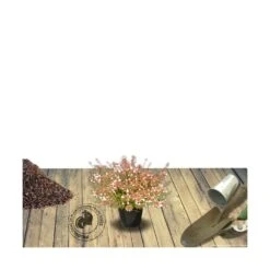 Abélie à Grandes Fleurs Sherwood/pot De 4l - 40/60 Cm -Terre et Verdure 63fdf47959f271.84221600