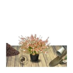 Abélie à Grandes Fleurs Sherwood/pot De 4l - 40/60 Cm -Terre et Verdure 63fdf4795d6a39.50683103