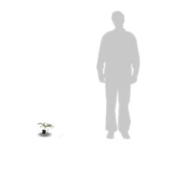 Ceanothe Thyrsiflorus Var. Repens/pot De 4l - 40/60 Cm -Terre et Verdure 63fdf47b338299.39215470