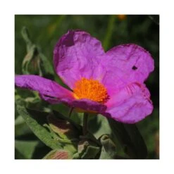 Ciste Pourpre Purpureus/pot De 4l - 40/60 Cm -Terre et Verdure 63fdf48094f861.80590374