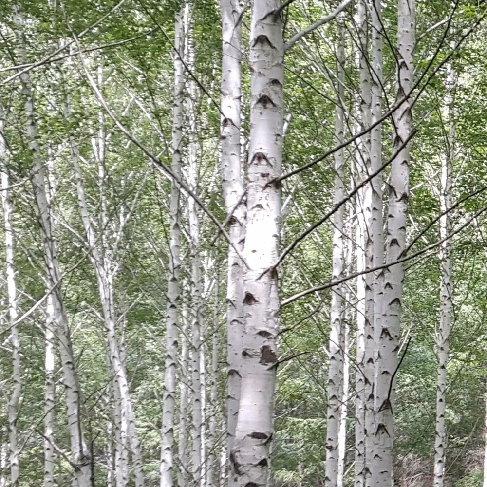 Bouleau Utilis/pot De 10l - 175/200 Cm 4 Bouleau Utilis/pot De 10l - 175/200 Cm – Image 2