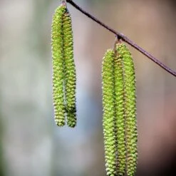 Bouleau Utilis/pot De 10l - 175/200 Cm 11 Bouleau Utilis/pot De 10l - 175/200 Cm -Terre et Verdure 63fdf484017194.22140049