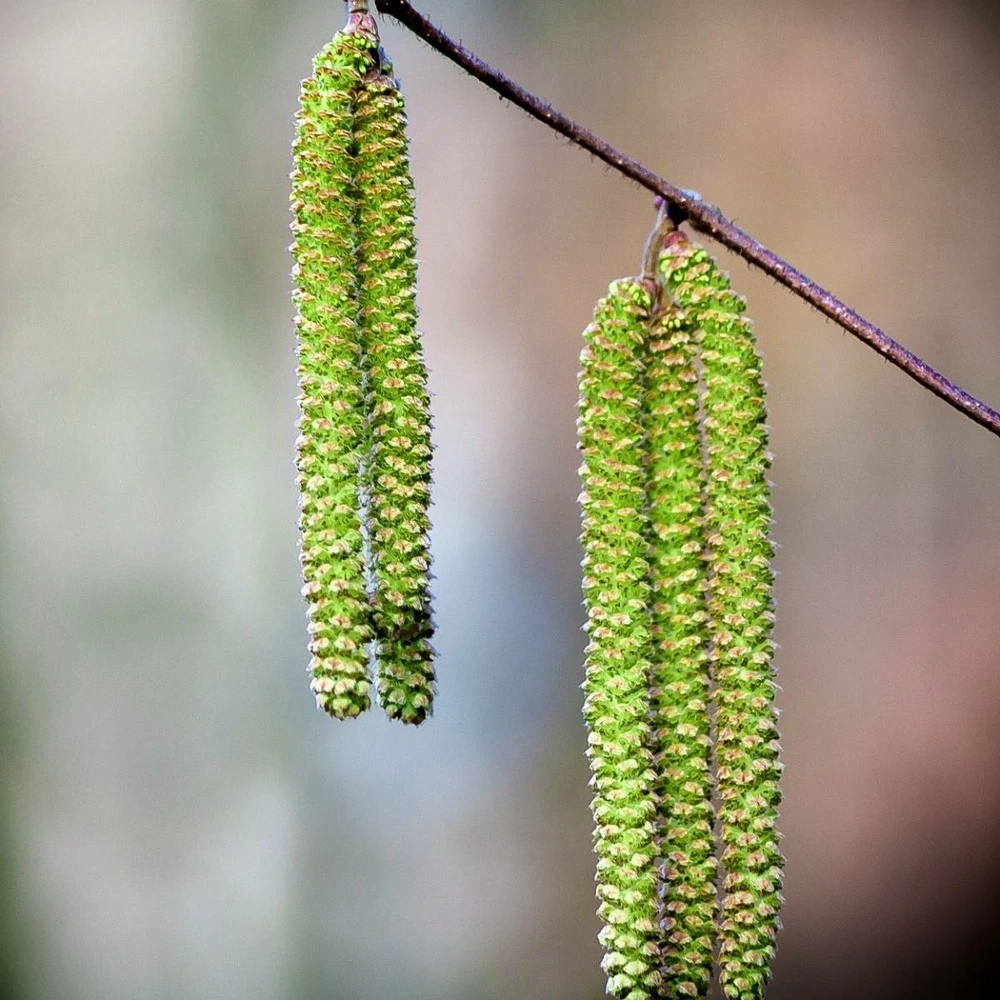 Bouleau Utilis/pot De 10l - 175/200 Cm 5 Bouleau Utilis/pot De 10l - 175/200 Cm – Image 3