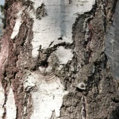 Bouleau Utilis/pot De 10l - 175/200 Cm 12 Bouleau Utilis/pot De 10l - 175/200 Cm -Terre et Verdure 63fdf48416b7f7.95793162