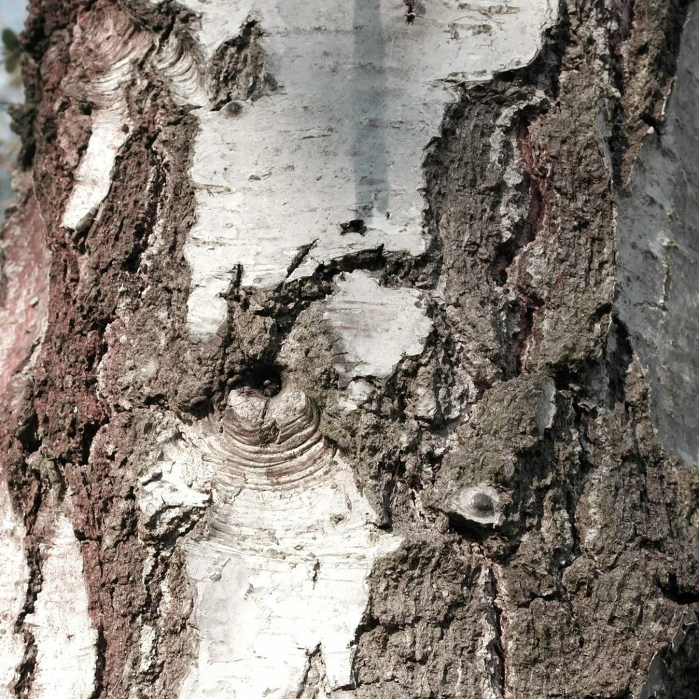 Bouleau Utilis/pot De 10l - 175/200 Cm 6 Bouleau Utilis/pot De 10l - 175/200 Cm – Image 4