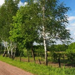 Bouleau Utilis/pot De 10l - 175/200 Cm 13 Bouleau Utilis/pot De 10l - 175/200 Cm -Terre et Verdure 63fdf4841d7761.55433812