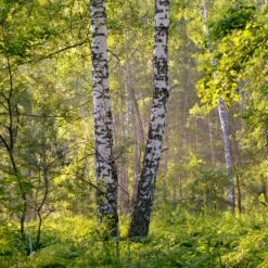 Bouleau Utilis/pot De 10l - 175/200 Cm 15 Bouleau Utilis/pot De 10l - 175/200 Cm -Terre et Verdure 63fdf484219600.31420579