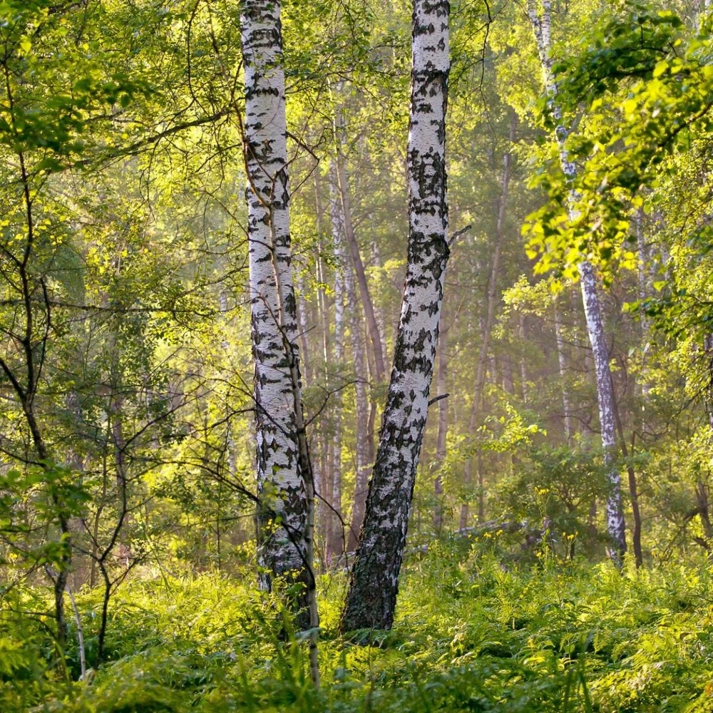 Bouleau Utilis/pot De 10l - 175/200 Cm 9 Bouleau Utilis/pot De 10l - 175/200 Cm – Image 7