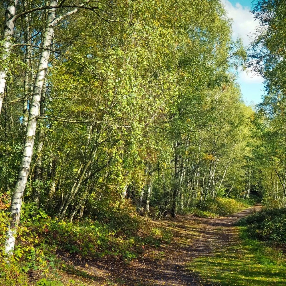 Bouleau Utilis/pot De 10l - 175/200 Cm 8 Bouleau Utilis/pot De 10l - 175/200 Cm – Image 6