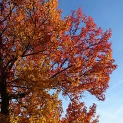 Copalme D'amérique Styraciflua Worplesdon/pot De 10l - 125/150 Cm -Terre et Verdure 64009864559ce2.55659192