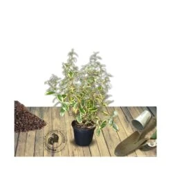 Elaeagnus X Ebbingei Viveleg®/pot De 7,5l - 80/100 Cm -Terre et Verdure 640098670c86d5.86233137