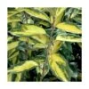 Elaeagnus X Ebbingei Viveleg®/pot De 7,5l - 80/100 Cm -Terre et Verdure 6400986714aef0.29725142