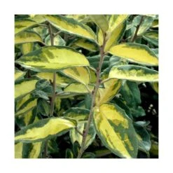 Elaeagnus X Ebbingei Viveleg®/pot De 7,5l - 80/100 Cm