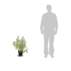 Elaeagnus X Ebbingei Viveleg®/pot De 7,5l - 80/100 Cm -Terre et Verdure 64009867184123.05823370