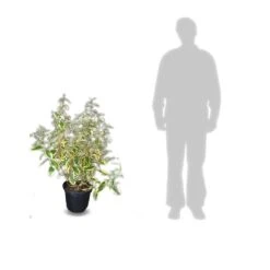 Elaeagnus X Ebbingei Viveleg®/pot De 7,5l - 80/100 Cm -Terre et Verdure 640098671cc634.82681727