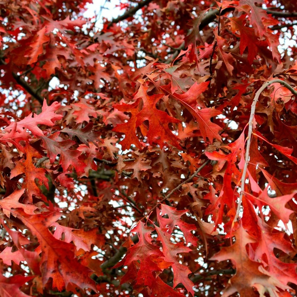 Chêne Rouge D'amérique/pot De 5l - 80/100 Cm 3 Chêne Rouge D'amérique/pot De 5l - 80/100 Cm