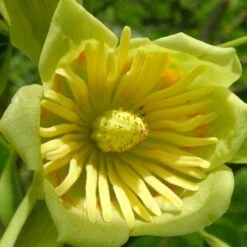 Tulipier De Virginie Tulipifera/pot De 12l - 150/175 Cm -Terre et Verdure 64009876add0b3.87943697