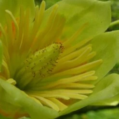 Tulipier De Virginie Tulipifera/pot De 12l - 150/175 Cm -Terre et Verdure 64009876bc4700.67984321