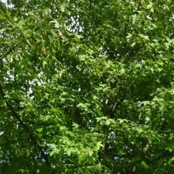 Copalme D'amérique Styraciflua/pot De 10l - 100/125 Cm 8 Copalme D'amérique Styraciflua/pot De 10l - 100/125 Cm -Terre et Verdure 640098784ffd25.20702013