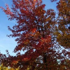 Copalme D'amérique Styraciflua/pot De 10l - 100/125 Cm 9 Copalme D'amérique Styraciflua/pot De 10l - 100/125 Cm -Terre et Verdure 640098785461b8.45225375